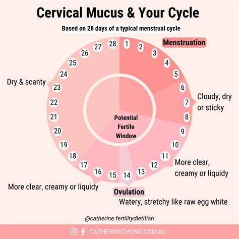 thick cervical mucus but negative ovulation test|fertility of cervical mucus chart.